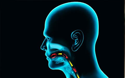 Diagram Image Of Human Esophagus