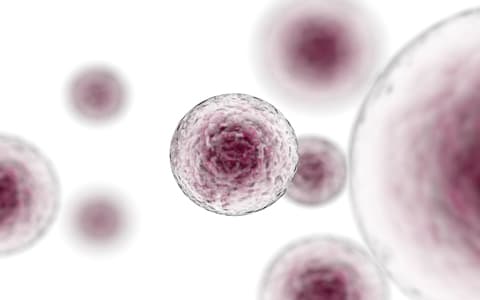 The role of nutrition in stem cell transplants